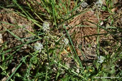 Lepidium heterophyllum