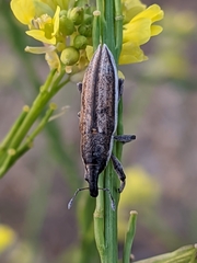 Lixus castellanus