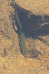 Macrobdella