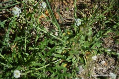 Lepidium heterophyllum
