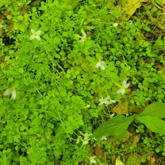 Houstonia serpyllifolia