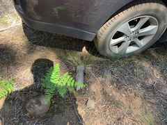 Butyriboletus primiregius