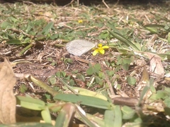 Leptosia alcesta inalcesta