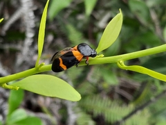Cosmoscarta abdominalis