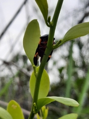 Cosmoscarta abdominalis
