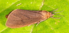 Virbia opella