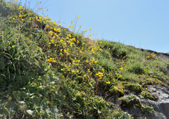 Calceolaria filicaulis