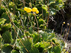 Calceolaria filicaulis