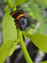 Cosmoscarta abdominalis