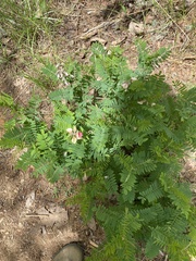 Tephrosia spicata