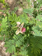 Tephrosia spicata
