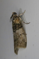 Tlascala reductella