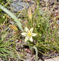 Triteleia ixioides