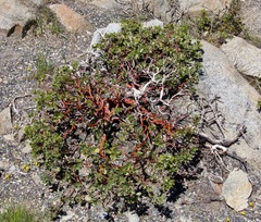 Arctostaphylos nevadensis