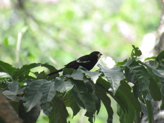 Loriotus luctuosus