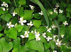 Houttuynia cordata