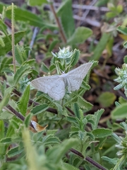 Idaea litigiosaria