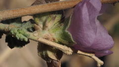 Malacothamnus enigmaticus