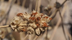 Malacothamnus enigmaticus