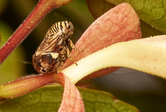 Clastoptera lineatocollis