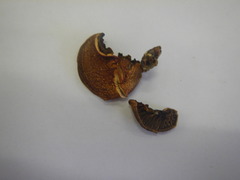 Gymnopilus liquiritiae