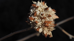 Malacothamnus enigmaticus