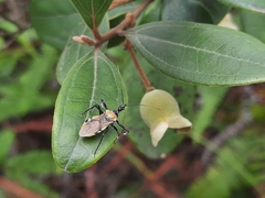 Biasticus abdominalis
