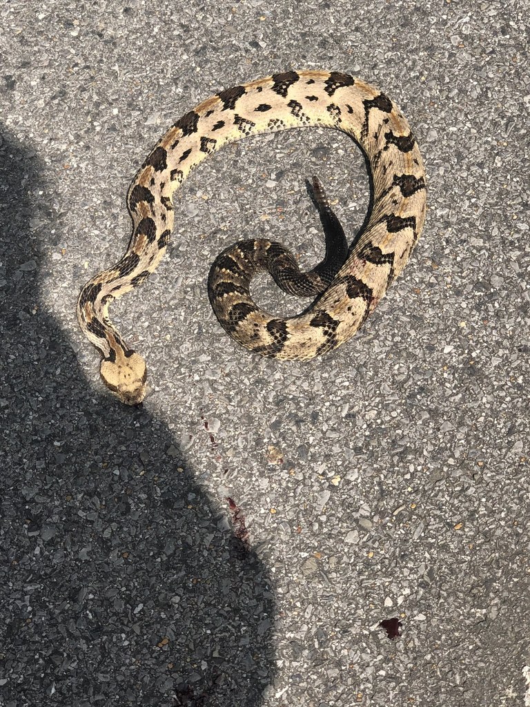 Timber Rattlesnake in June 2021 by taracrow. Found dead on the road ...