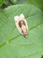Clepsis melaleucanus