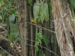 Basileuterus delattrii