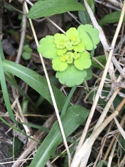 Chrysosplenium iowense