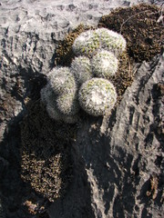 Mammillaria parkinsonii