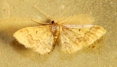 Idaea furciferata