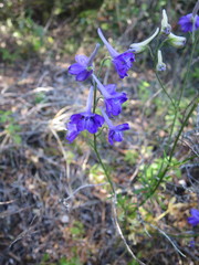 Delphinium pentagynum