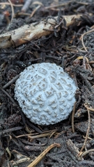 Calvatia sculpta