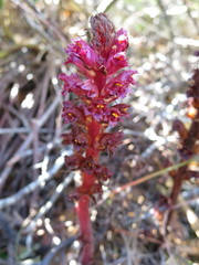 Orobanche foetida