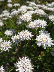 Iberis procumbens