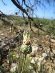 Rhaponticoides africana