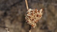 Malacothamnus enigmaticus