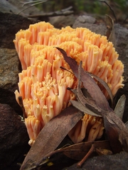 Ramaria capitata ochraceosalmonicolor