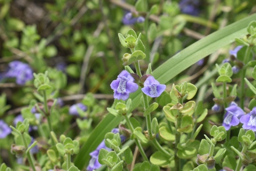 Rio Grande skullcap (Scutellaria muriculata)