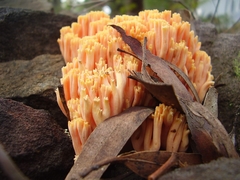 Ramaria capitata ochraceosalmonicolor