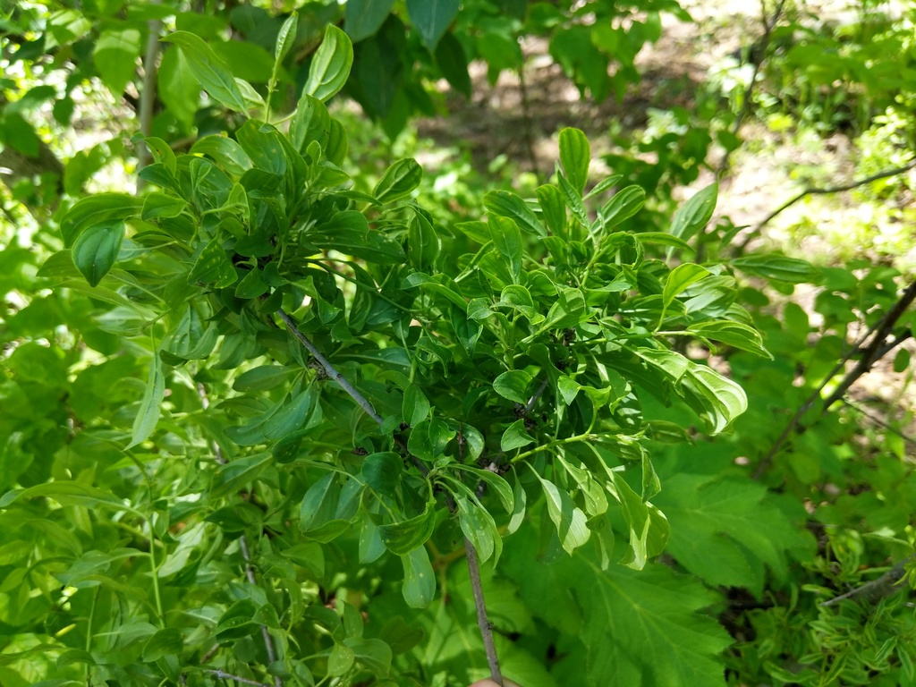 Phytoplasmas (Genus Phytoplasma) · iNaturalist