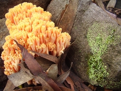 Ramaria capitata ochraceosalmonicolor