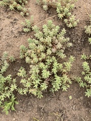 Sedum nuttallii