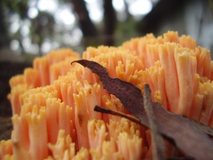 Ramaria capitata ochraceosalmonicolor