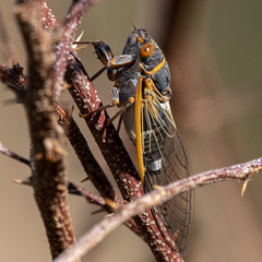 Diceroprocta cinctifera