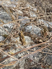 Pueraria montana lobata