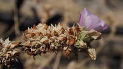 Malacothamnus enigmaticus