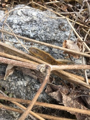 Pueraria montana lobata